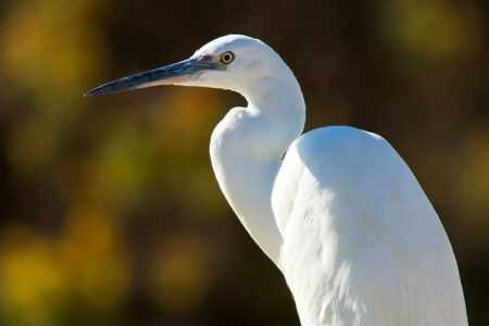 Little egret