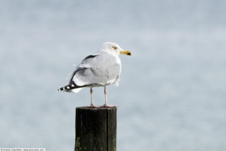 European herring gull