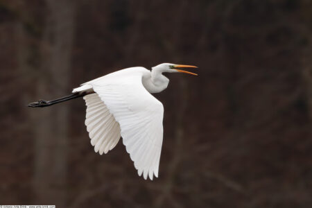 Great egret