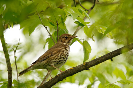 Song thrush