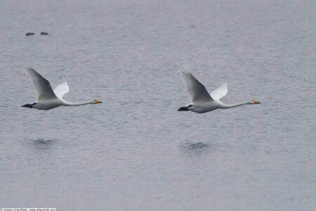 Whooper swan