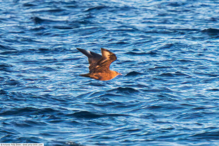 Great skua