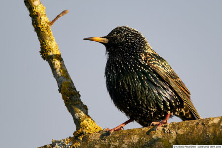 Common starling