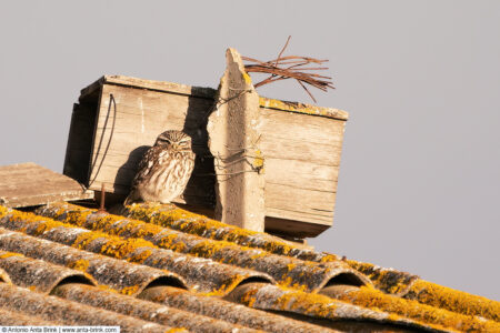 Little owl