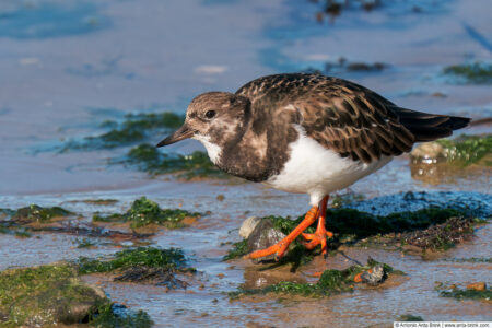 Ruddy turnstone