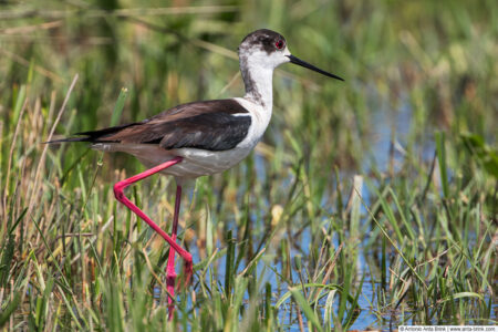 Black-winged stilt