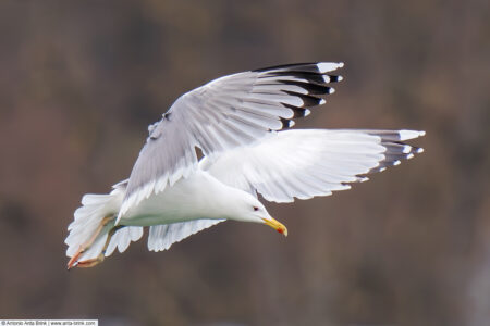 Caspian gull