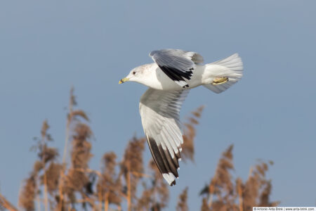 Common gull