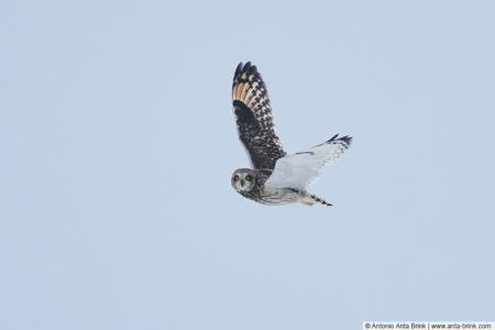 Short-eared owl