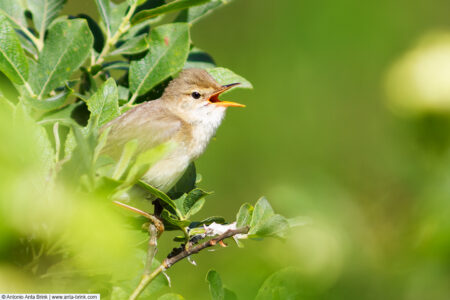 Marsh warbler