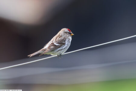 Common Redpoll