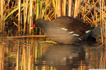 Common moorhen