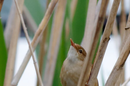 Common reed warbler