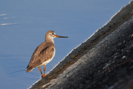 Terek sandpiper