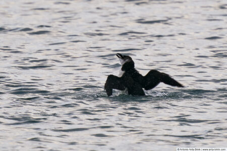 Razorbill