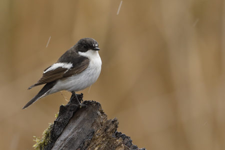 European pied flycatcher