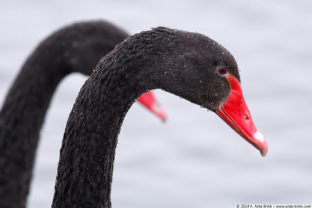 Black swan