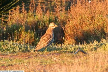 Eurasian stone-curlew