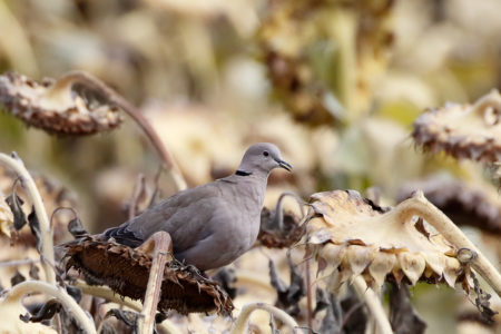 Eurasian collared dove