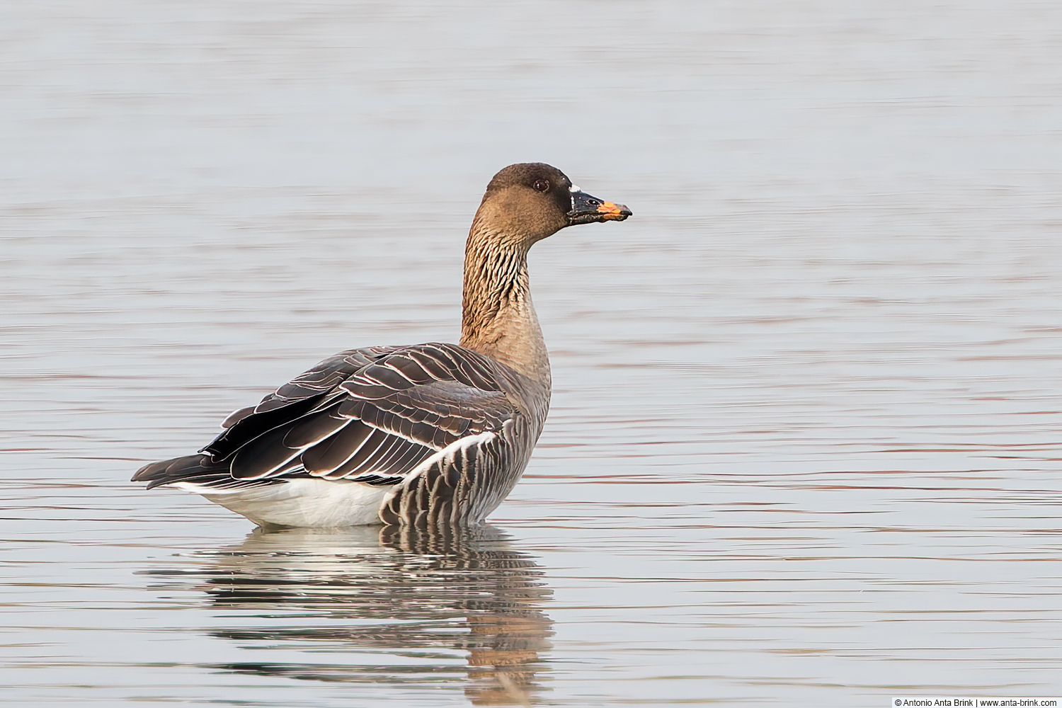 Tundra bean goose, Anser serrirostris, Tundrasaatgans 