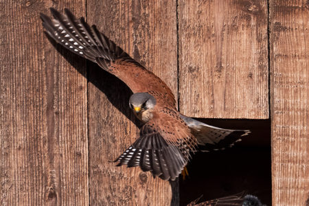 Common kestrel