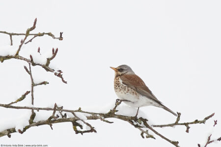 Fieldfare