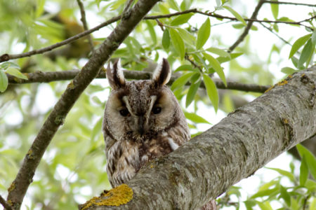 Long-eared owl