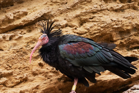 Northern bald ibis