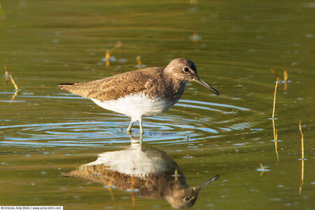 Green sandpiper