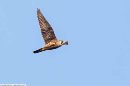 Peregrine falcon