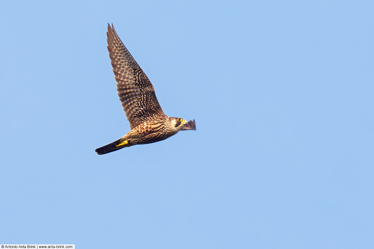Peregrine falcon, Falco peregrinus, Wandefalke