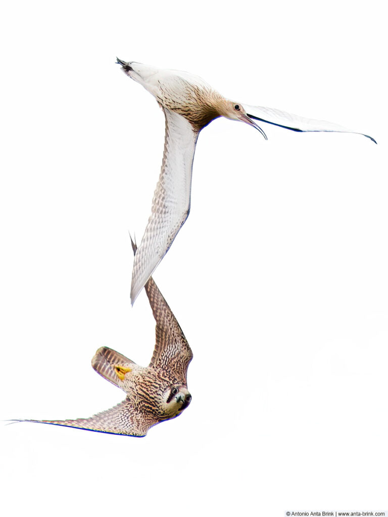 Peregrine falcon, Falco peregrinus, Wandefalke