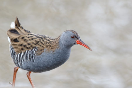 Water rail