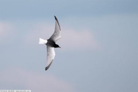 White-winged tern