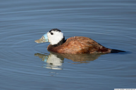 White-headed duck