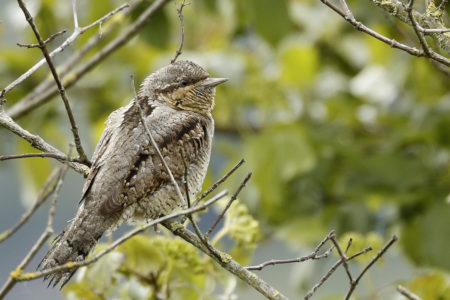 Eurasian wryneck