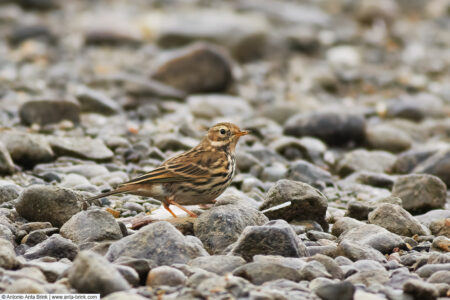 Meadow pipit