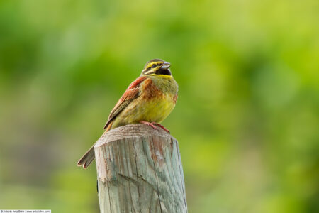 Cirl bunting