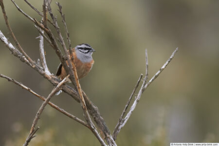 Rock bunting