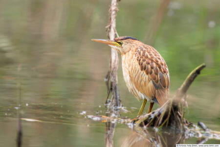 Little bittern