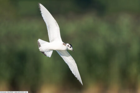 Little gull