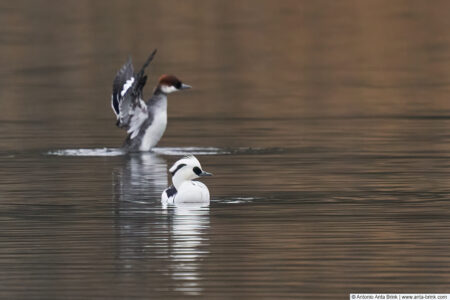 Smew