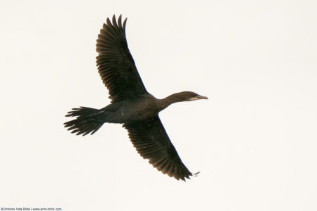 Pygmy cormorant