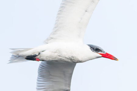 Caspian tern